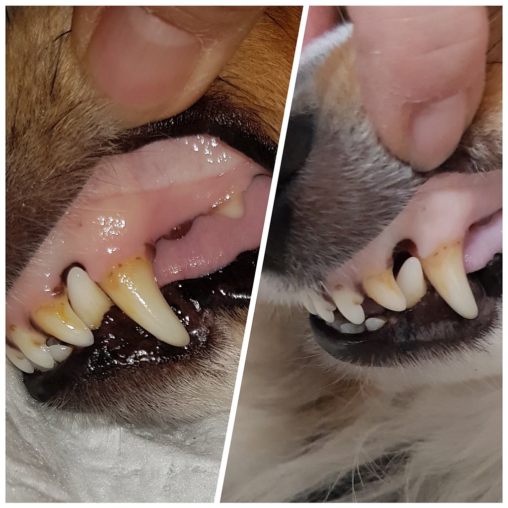 Een collage van de tanden van een hond.