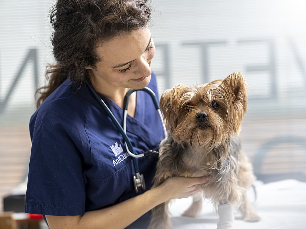 Een persoon met een stethoscoop die een hond vasthoudt.