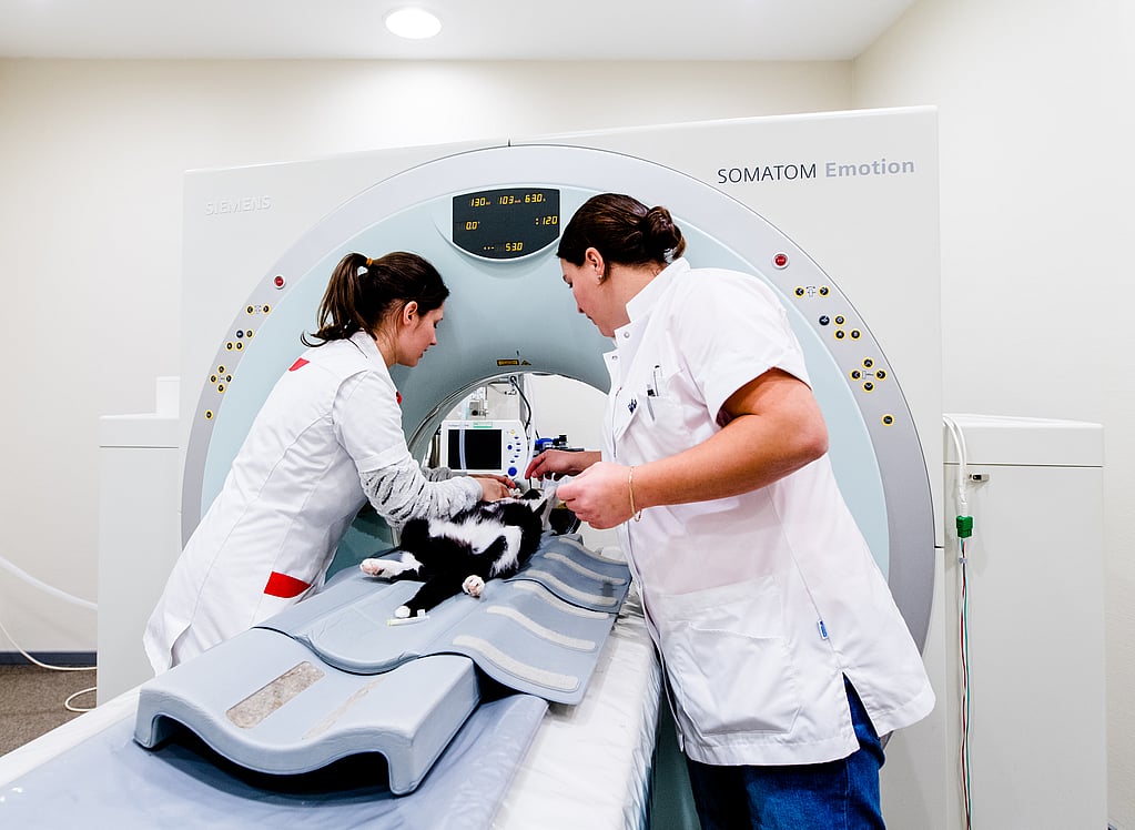 Een paar vrouwen in laboratoriumjassen en witte jassen met een kat op een medisch bed.