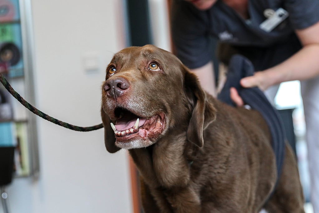 Een bruine hond aan de lijn.