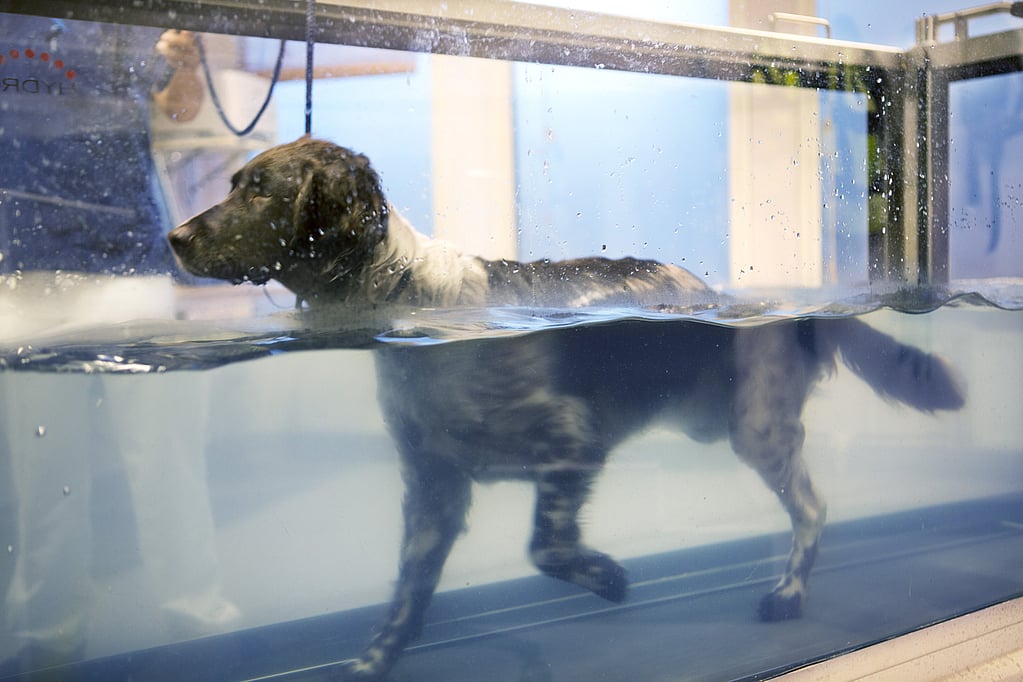 Een hond in een tank.