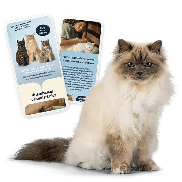 Een kat die naast een paar kaarten zit.