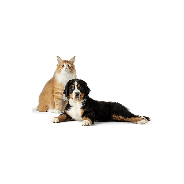 Een liggende kat en hond.