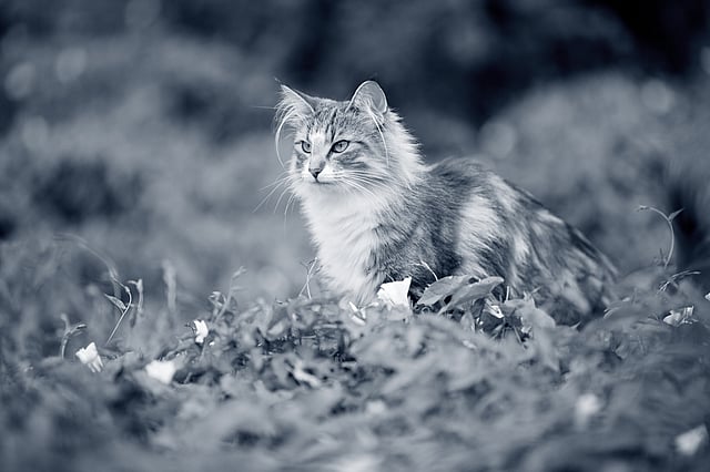 kat i het gras