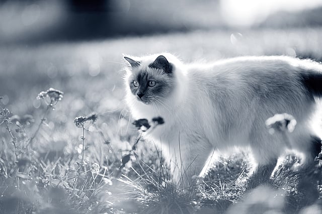Een kat die zich in het gras bevindt.