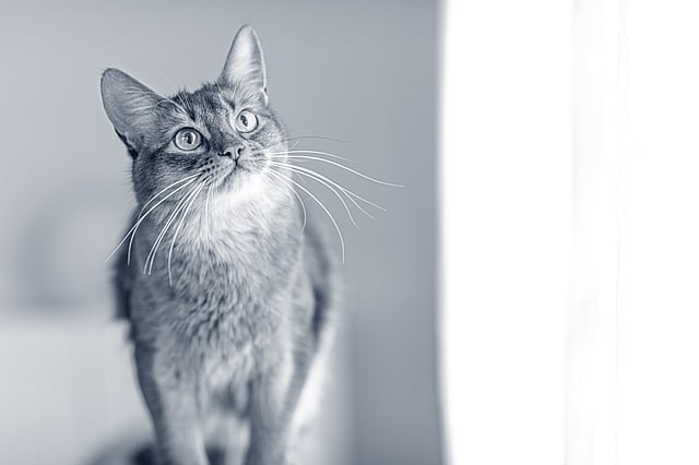 Een kat die iets bekijkt.