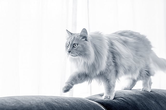 Een kat die op een bank loopt.