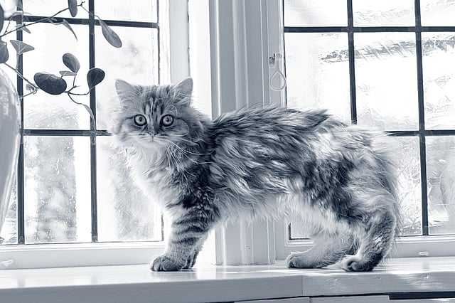 Een kat die zich op een vensterbank bevindt.