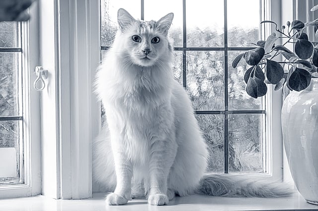 Een kat die voor een raam zit.