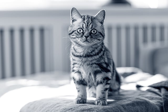 Een kat zittend op een bank.