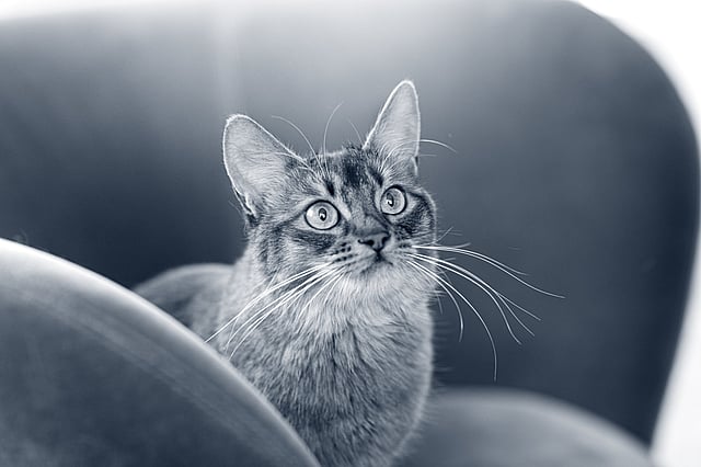 Liggende kat