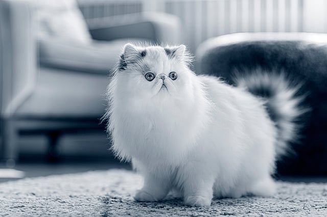 Een witte pluizige kat op een tapijt.