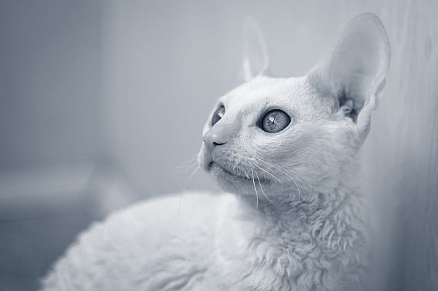 Een kat die omhoog kijkt.