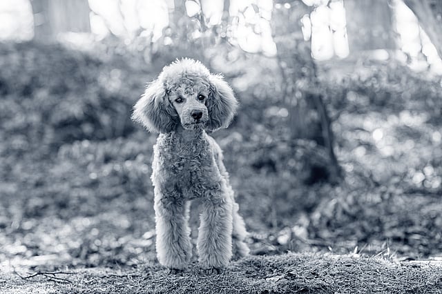 Een hond die zich in het bos bevindt.