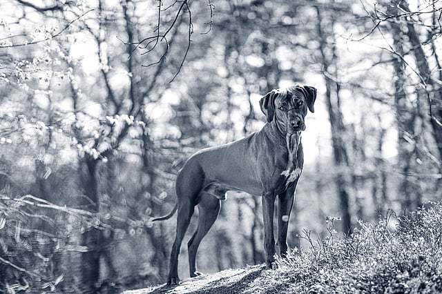 Een hond die zich op een heuvel bevindt.
