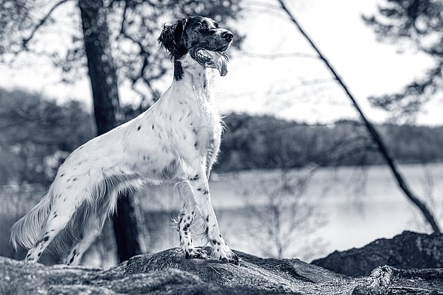 Een hond die zich op een rots bevindt.