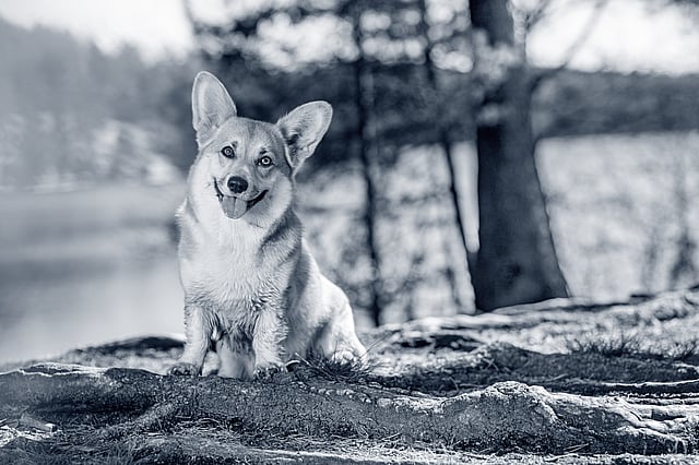 Corgi