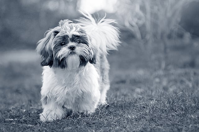 Een hond die zich op gras bevindt.