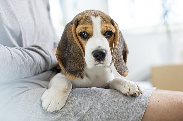 puppy op schoot