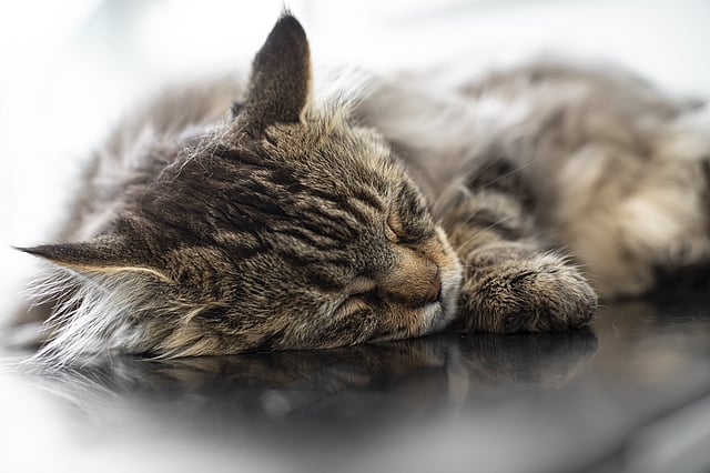 Kat bij dierenarts utrecht