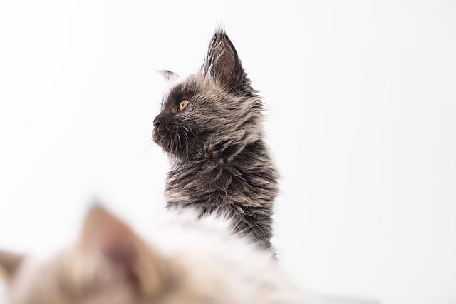 Kitten