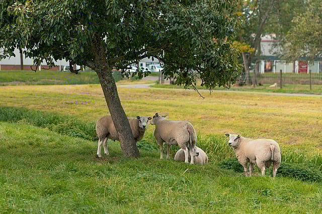 schapen bij boom