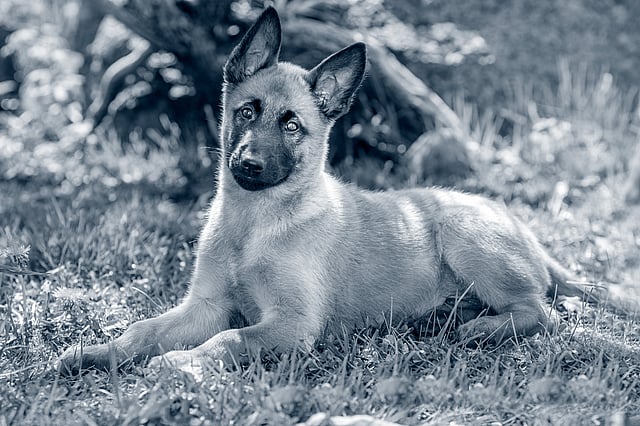 herderspup aan het liggen