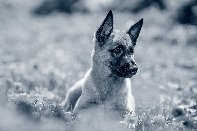 hond buiten het overbosch oostvoorne