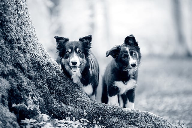 twee puppie rennen Zuidlaren
