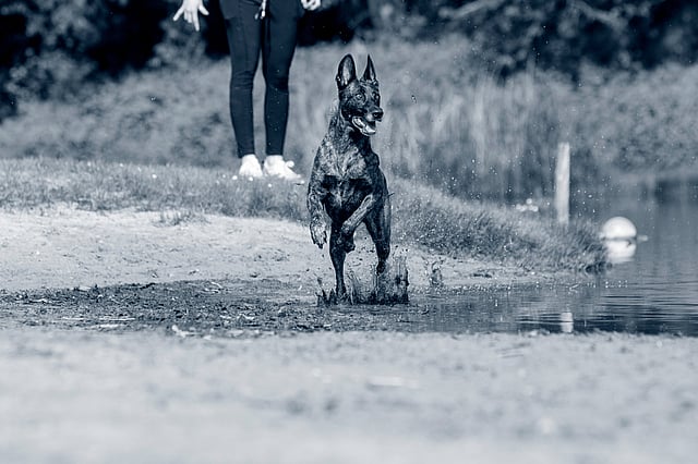 Een hond die in een plas rent.