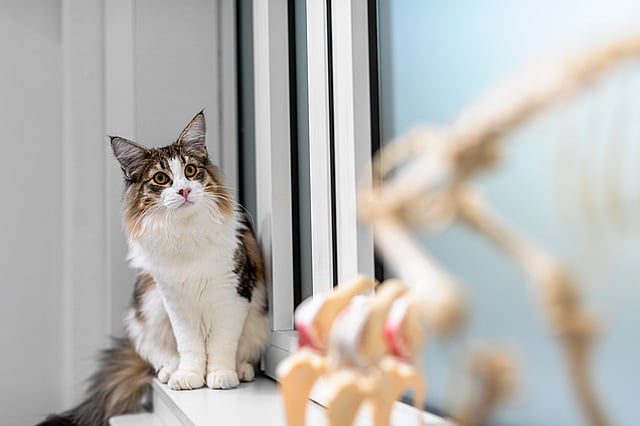 kijkende kat