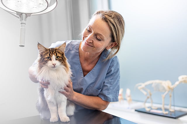 kat zorg wijzer