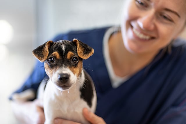Paraveterinair met hond