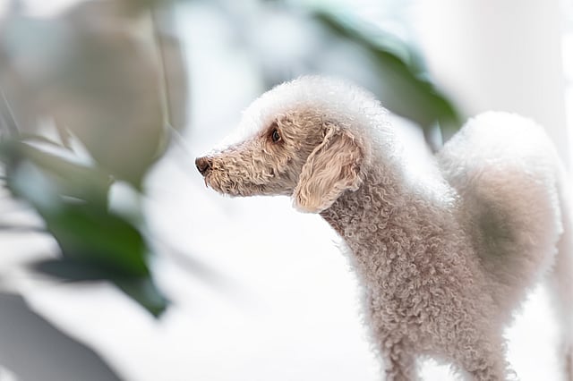 hond zijkant