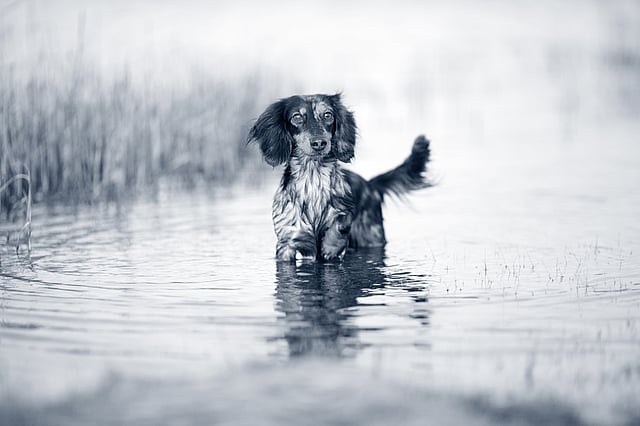 Een hond die zich in het water bevindt.