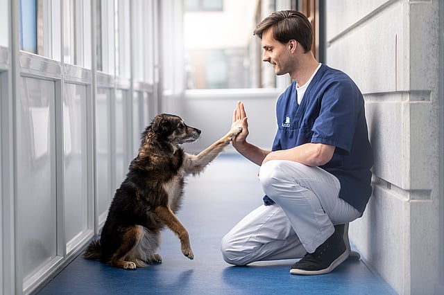 Hond geeft dierenarts een high five