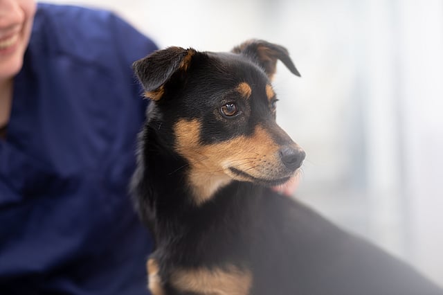 Hond met mens