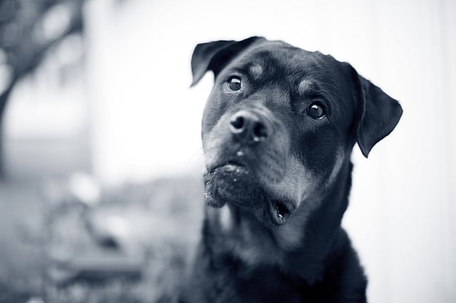 Een hond die de camera bekijkt.