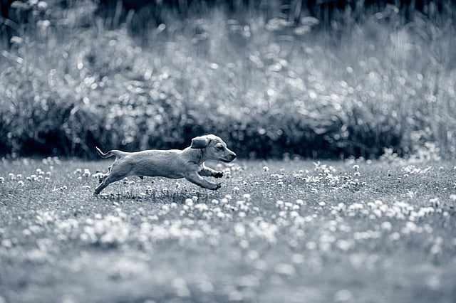 rennende puppy