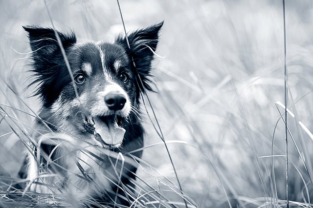 Hond in gras