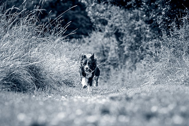 rennende Border collie