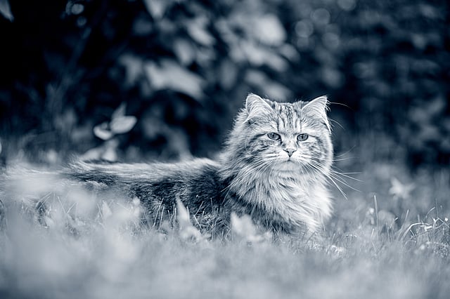 Kat in gras