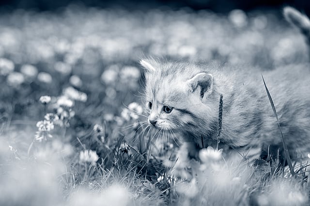 kitten in gras