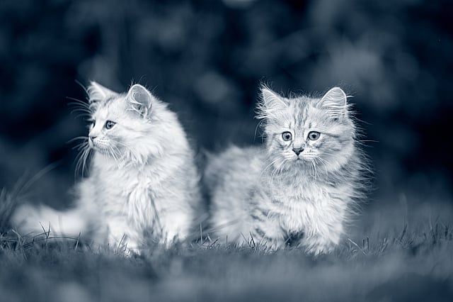 twee kittens