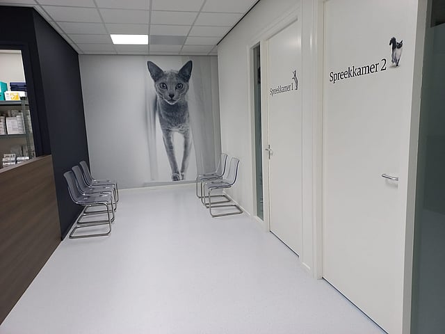 Een witte gang met stoelen en een kattenmuurschildering.