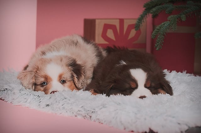 Twee honden die op een kleed liggen.