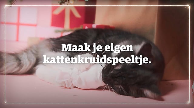 Een kat liggend op een bed.