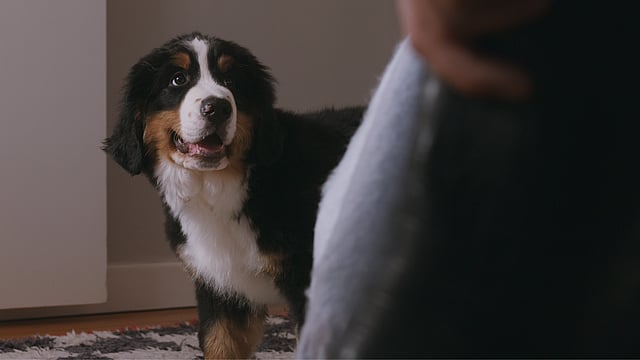 Een hond die iemand bekijkt.