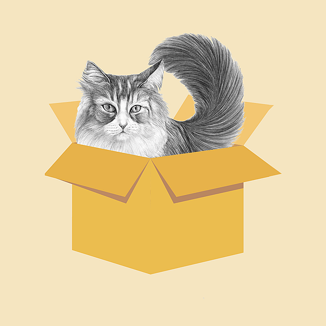 Een kat in een doos.