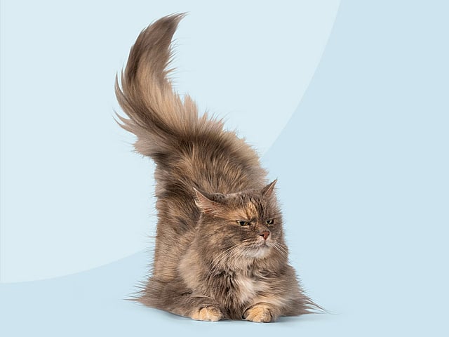 Een kat met een pluizige staart.